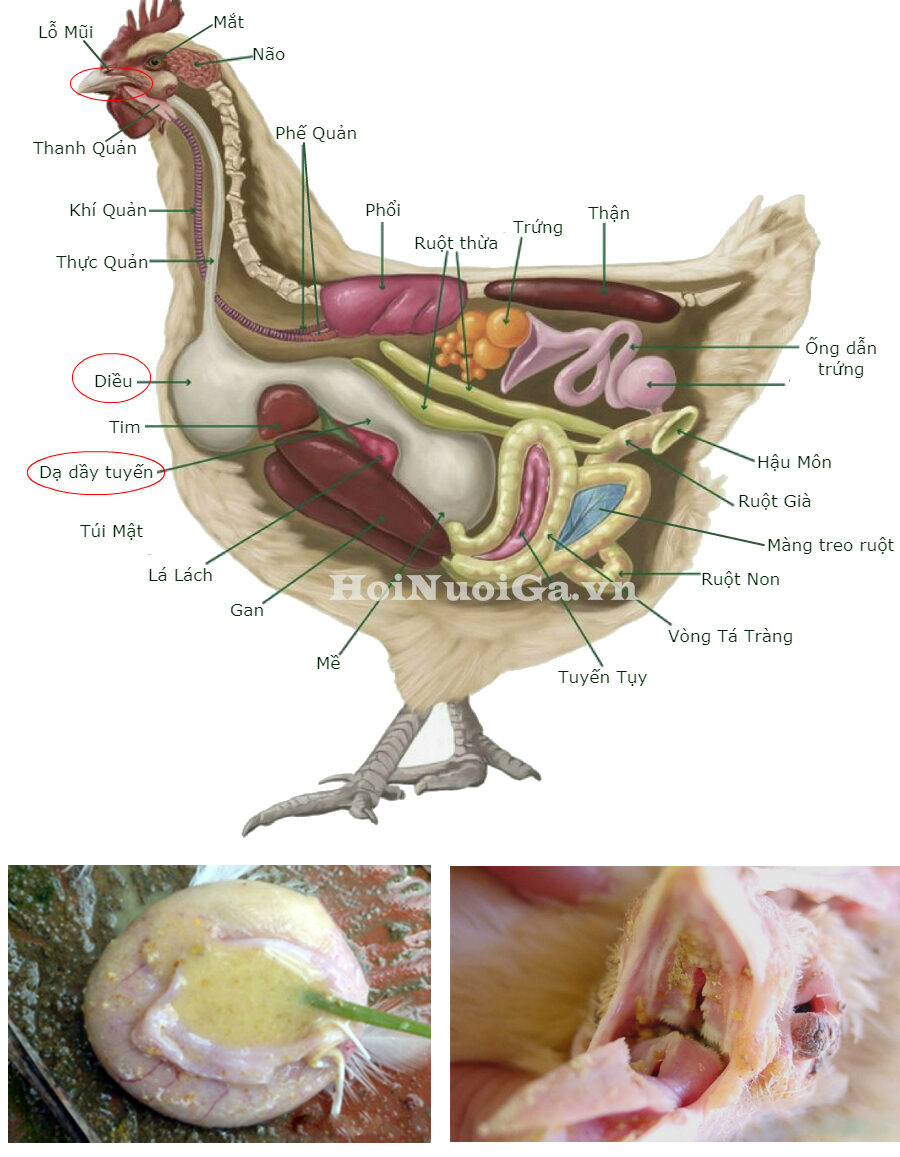Bệnh nấm chân ở gà - Nguyên nhân, triệu chứng và cách điều trị hiệu quả