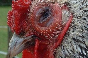 Bệnh nấm phổi ở gà - Nguyên nhân, triệu chứng và biện pháp phòng ngừa hiệu quả