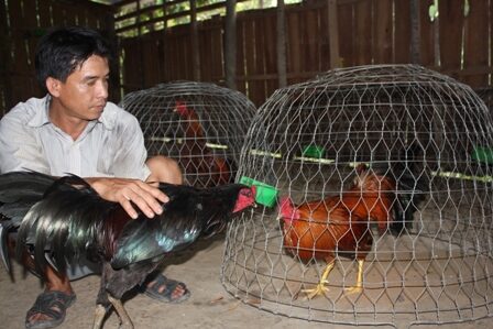 Cách làm cổ gà chọi to - Bí quyết giúp gà mạnh mẽ hơn trong từng trận đấu