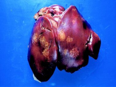 Gà bị kén mép - Hiện tượng thú vị trong chăn nuôi gà mà bạn cần biết