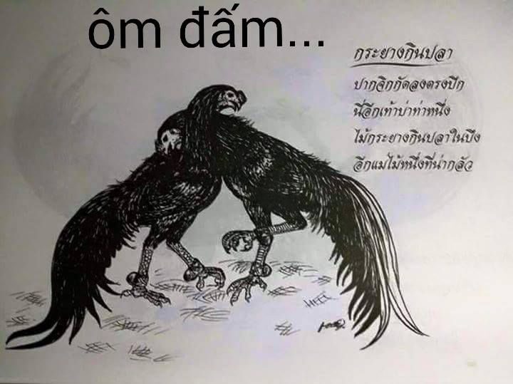 Gà đá hầu kiềng - Bí quyết nuôi và chăm sóc cho chiến kê đẳng cấp