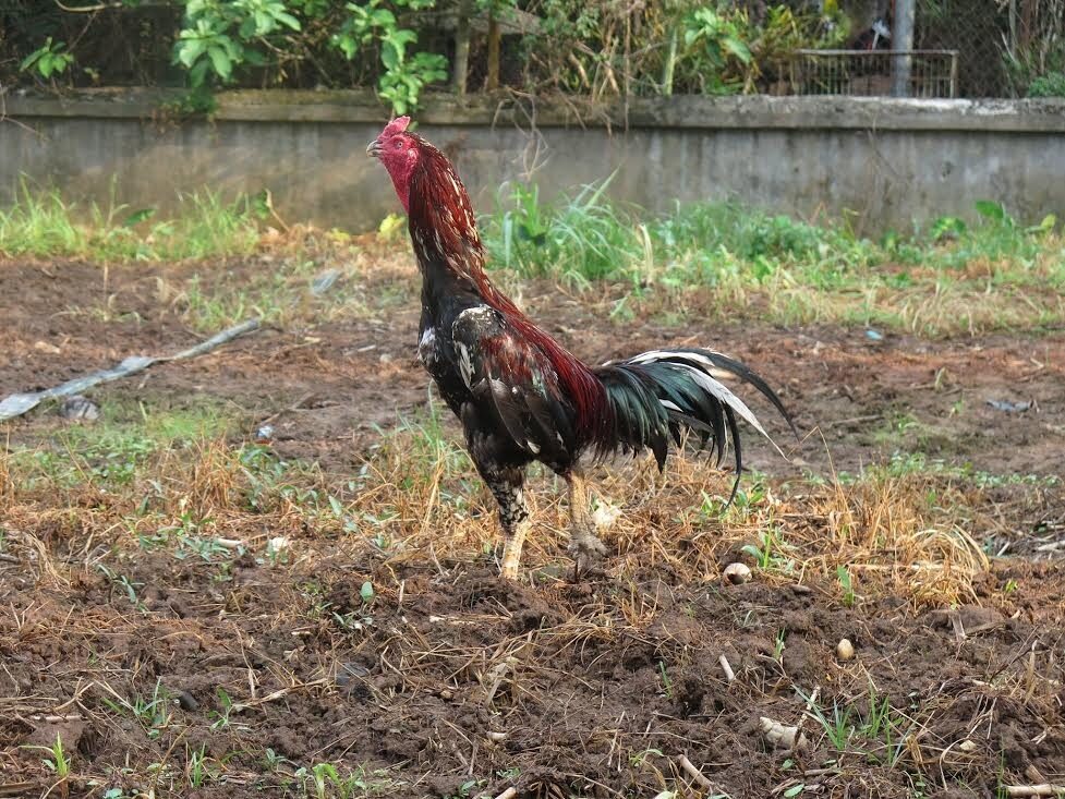 Gà lục đinh - Đặc Sản Quý Giữa Lòng Ẩm Thực Việt Nam