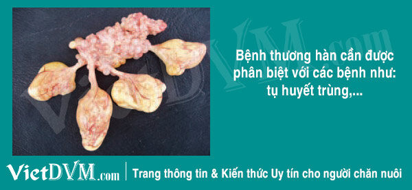 Hiểu Rõ Về Bệnh Thương Hàn Gà - Nguyên Nhân, Triệu Chứng Và Cách Phòng Ngừa