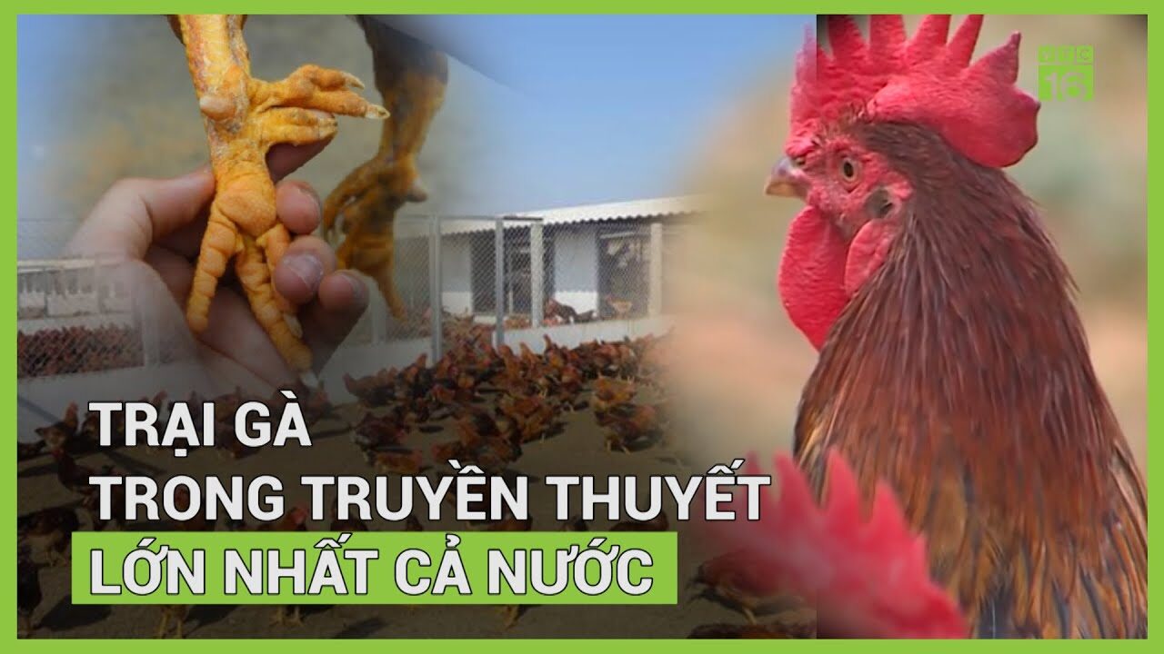Nuôi gà đá bo lớn hiệu quả - Bí quyết dành cho những người yêu thích chăn nuôi