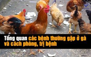 Top 3 bệnh gà phổ biến vào mùa hè - Cách nhận biết và phòng ngừa hiệu quả